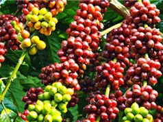 Nghiên cứu sản xuất trà cascara đóng chai từ phụ phẩm cà phê